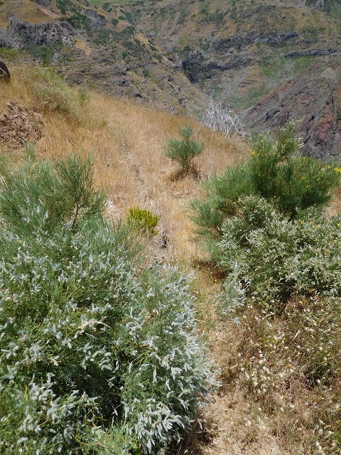 22 de julho de 2015 Levada da Serra da Alegria superior — Da estrada panorâmica até à extremidade entubada da Levada da Serra da Alegria sup. — foto 45