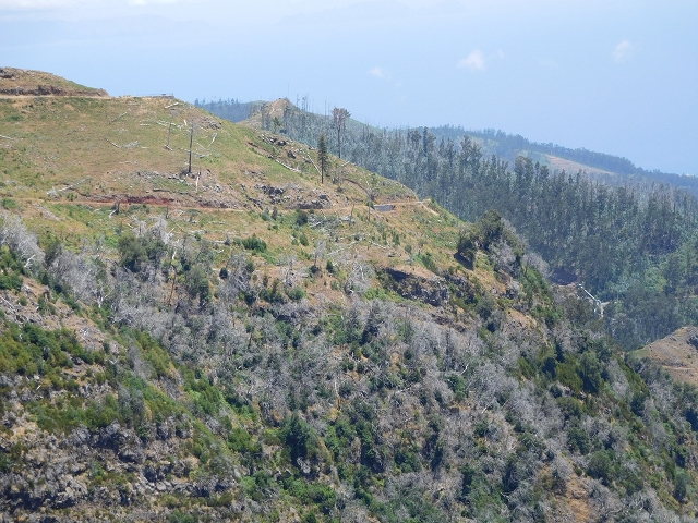 22 de julho de 2015 Levada da Serra da Alegria superior — Da estrada panorâmica até à extremidade entubada da Levada da Serra da Alegria sup. — foto 51