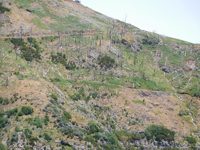 22 de julho de 2015 Levada da Serra da Alegria superior — Da estrada panorâmica até à extremidade entubada da Levada da Serra da Alegria sup. — foto 52