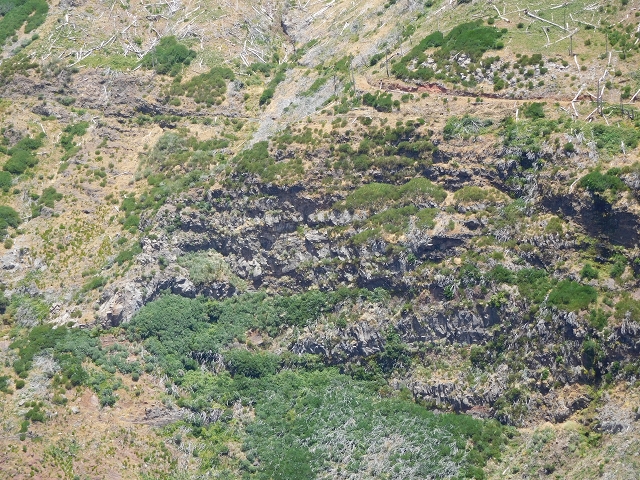 22 de julho de 2015 Levada da Serra da Alegria superior — Da estrada panorâmica até à extremidade entubada da Levada da Serra da Alegria sup. — foto 53