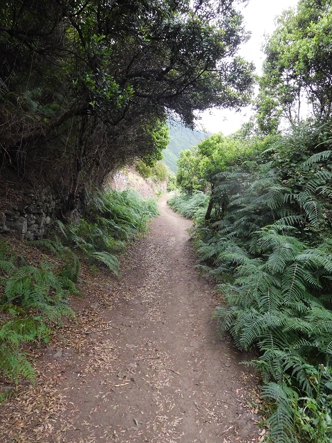 23 June 2016 Canical - Boca do Risco — On the north-coast path to Espigao Amarelo and back — photo 2