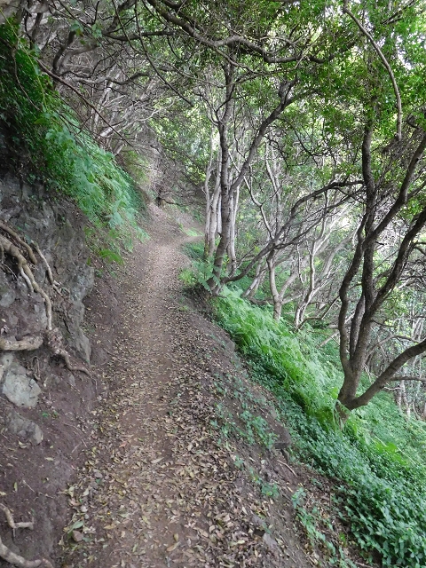 23 June 2016 Canical - Boca do Risco — On the north-coast path to Espigao Amarelo and back — photo 5