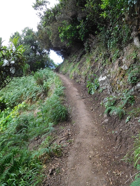 23 June 2016 Canical - Boca do Risco — On the north-coast path to Espigao Amarelo and back — photo 38