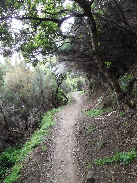 23 June 2016 Canical - Boca do Risco — On the north-coast path to Espigao Amarelo and back — photo 42