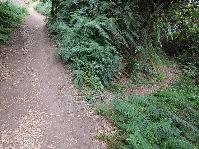 23 June 2016 Canical - Boca do Risco — On the north-coast path to Espigao Amarelo and back — photo 43