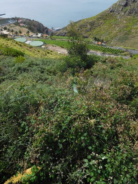 23 June 2016 Canical - Boca do Risco — On the Levada do Canical as far as the end — photo 17