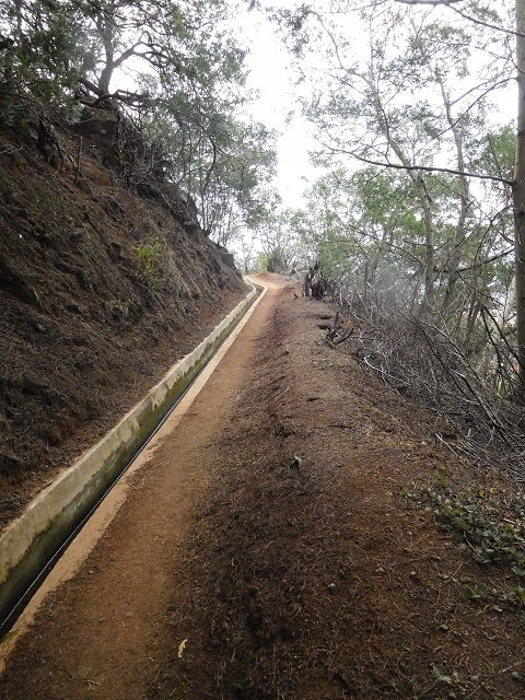 23 June 2016 Canical - Boca do Risco — On the Levada do Canical as far as the end — photo 28