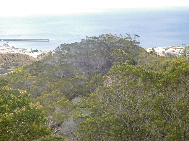 23 June 2016 Canical - Boca do Risco — On the Levada do Canical as far as the end — photo 29