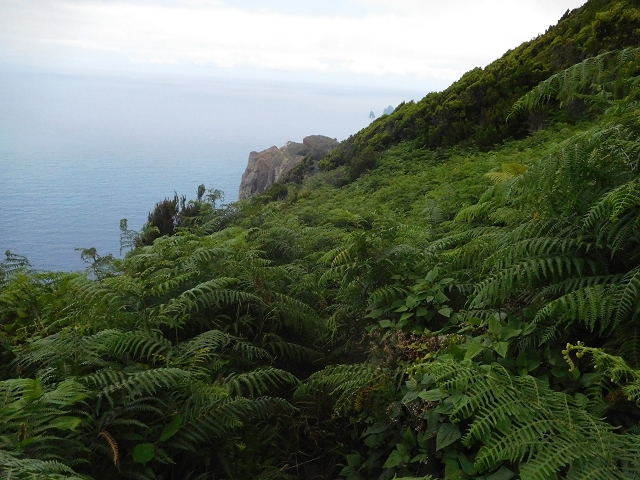 23 June 2016 Canical - Boca do Risco — From the saddle after the Pico das Rocadas to the ridge — photo 10