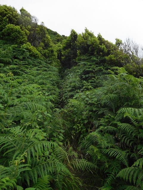 23 June 2016 Canical - Boca do Risco — From the saddle after the Pico das Rocadas to the ridge — photo 11