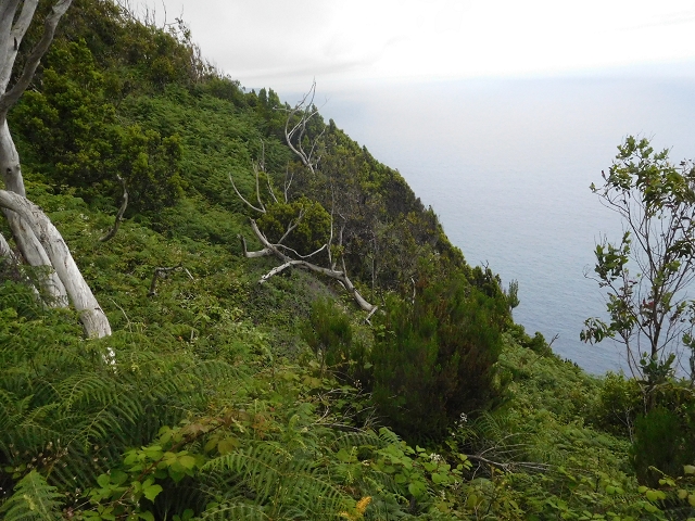 23 June 2016 Canical - Boca do Risco — From the saddle after the Pico das Rocadas to the ridge — photo 13