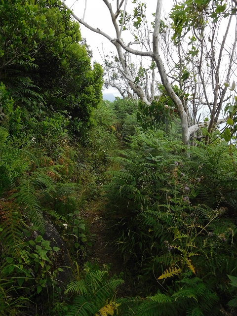 23 June 2016 Canical - Boca do Risco — From the saddle after the Pico das Rocadas to the ridge — photo 14