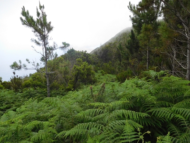 23 June 2016 Canical - Boca do Risco — From the saddle after the Pico das Rocadas to the ridge — photo 18