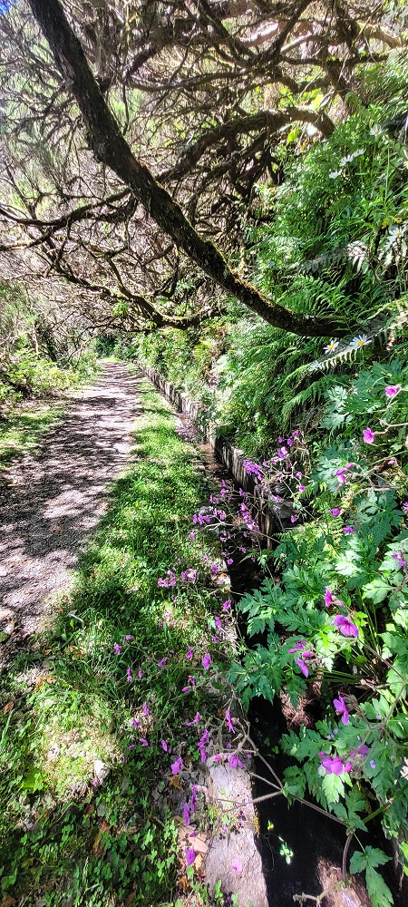 23 June 2024 Colour above the fog — To the Pinaculo and a little further — photo 11