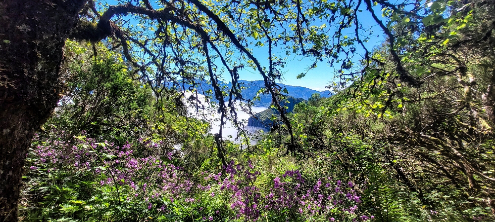 23 June 2024 Colour above the fog — To the Pinaculo and a little further — photo 12