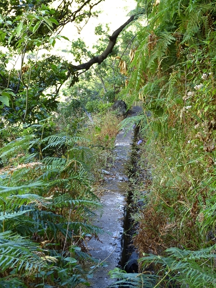 23 July 2013 Levada do Curral e Castelejo — From the Faja basin to the crux — photo 18