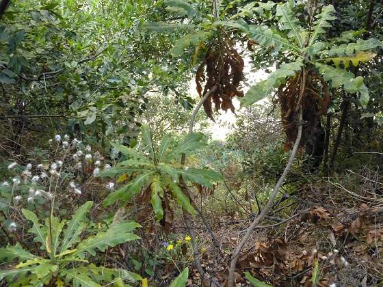 23 July 2013 Levada do Curral e Castelejo — From the Faja basin to the crux — photo 25