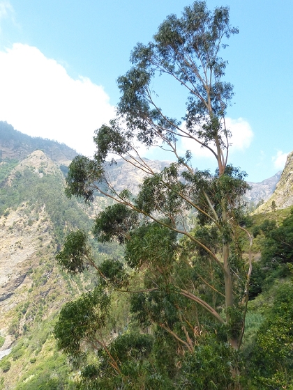 23 July 2013 Levada do Curral e Castelejo — The finale — photo 2