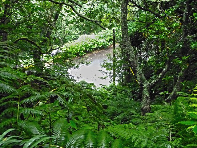 23 July 2014 Pedregal waterfall and Levada do Moinho — From Porta da Vila to the remains of the old mill — photo 4