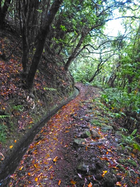 23 July 2014 Pedregal waterfall and Levada do Moinho — From Porta da Vila to the remains of the old mill — photo 8