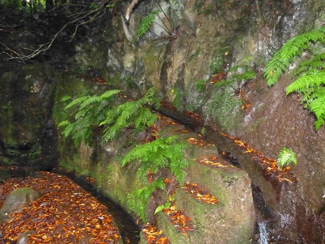 Levada do(s) Moinho(s) — Crossing the western side branch of the Ribeira do Tristao — photo 6