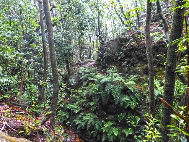 23 July 2014 Pedregal waterfall and Levada do Moinho — From Porta da Vila to the remains of the old mill — photo 25