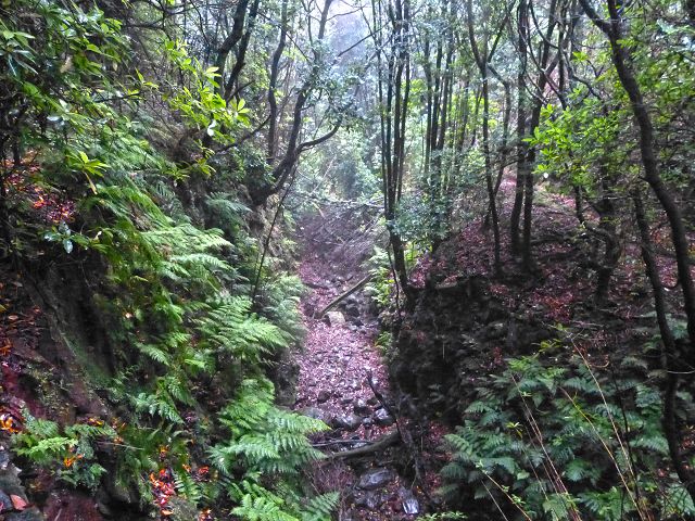 23 July 2014 Pedregal waterfall and Levada do Moinho — From Porta da Vila to the remains of the old mill — photo 26