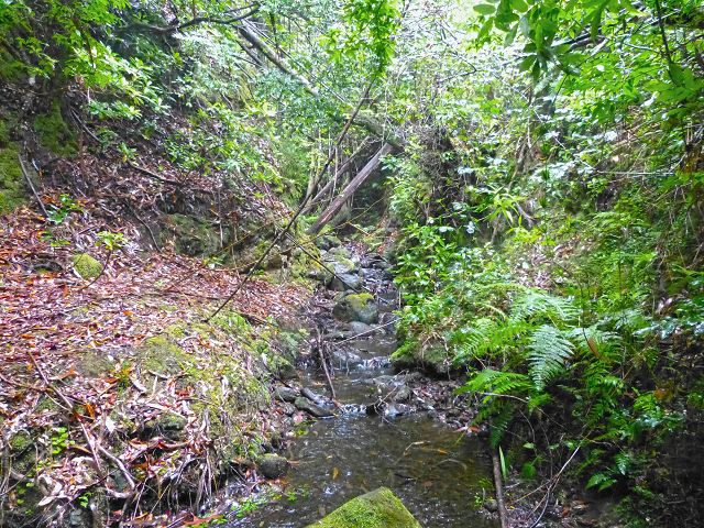23 July 2014 Pedregal waterfall and Levada do Moinho — From Porta da Vila to the remains of the old mill — photo 27