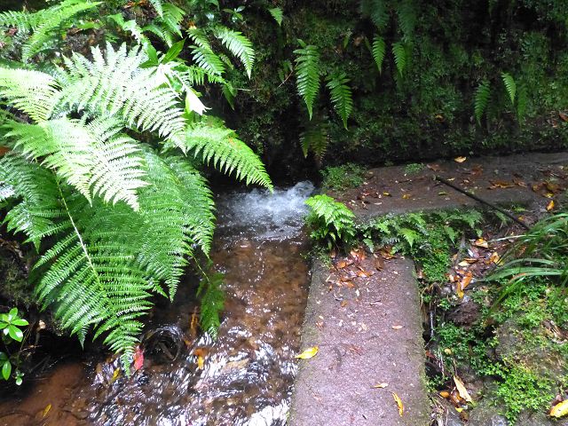 23 July 2014 Pedregal waterfall and Levada do Moinho — From Porta da Vila to the remains of the old mill — photo 28