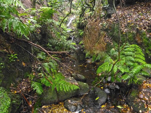23 July 2014 Pedregal waterfall and Levada do Moinho — On to the Madre of the Levada dos Moinhos — photo 6