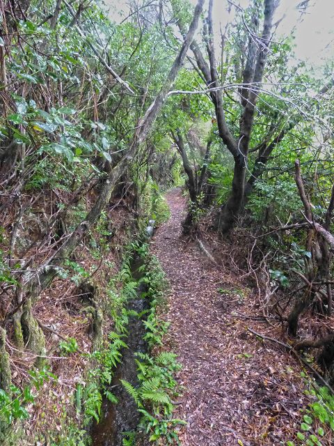 23 July 2014 Pedregal waterfall and Levada do Moinho — On to the Madre of the Levada dos Moinhos — photo 8
