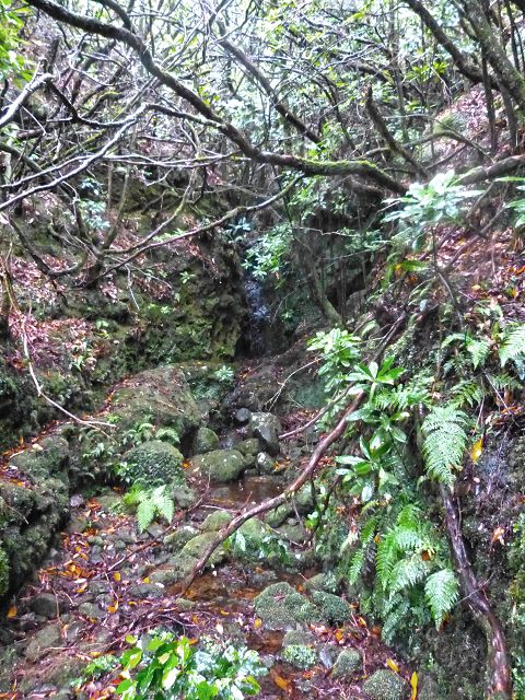 23 July 2014 Pedregal waterfall and Levada do Moinho — On to the Madre of the Levada dos Moinhos — photo 11
