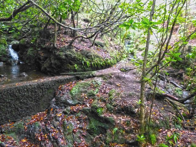 23 July 2014 Pedregal waterfall and Levada do Moinho — On to the Madre of the Levada dos Moinhos — photo 13