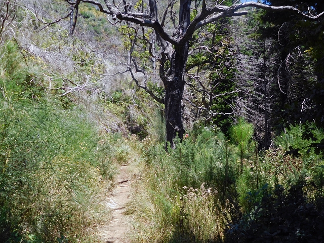 23 July 2015 4 Levadas around Aguas Mansas — On the Levada da Serra do Faial to Quatro Estradas and back to the crossing with the Levada da Morena — photo 28