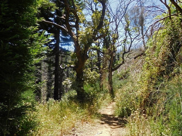 23 July 2015 4 Levadas around Aguas Mansas — On the Levada da Serra do Faial to Quatro Estradas and back to the crossing with the Levada da Morena — photo 31