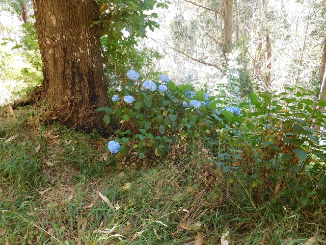 23 July 2015 4 Levadas around Aguas Mansas — On the Levada da Serra do Faial to Quatro Estradas and back to the crossing with the Levada da Morena — photo 35
