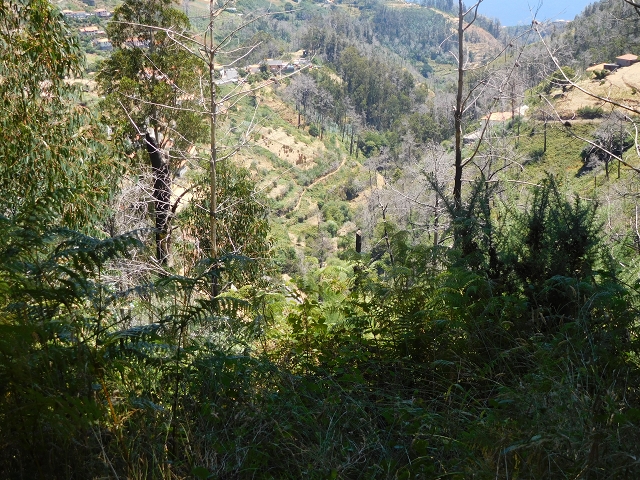 23 July 2015 4 Levadas around Aguas Mansas — On the Levada da Serra do Faial to Quatro Estradas and back to the crossing with the Levada da Morena — photo 36