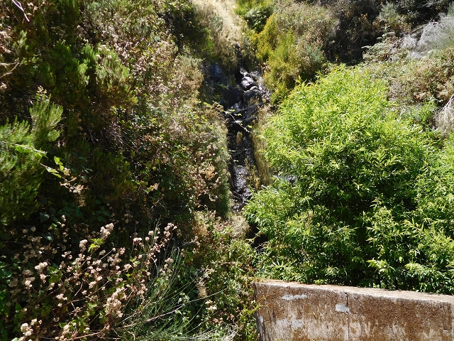 23 July 2015 4 Levadas around Aguas Mansas — On the Levada da Serra do Faial to Quatro Estradas and back to the crossing with the Levada da Morena — photo 40