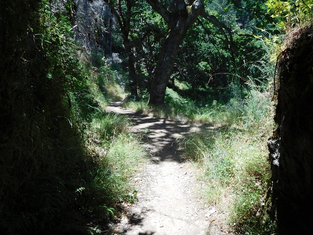 23 July 2015 4 Levadas around Aguas Mansas — On the Levada da Serra do Faial to Quatro Estradas and back to the crossing with the Levada da Morena — photo 42