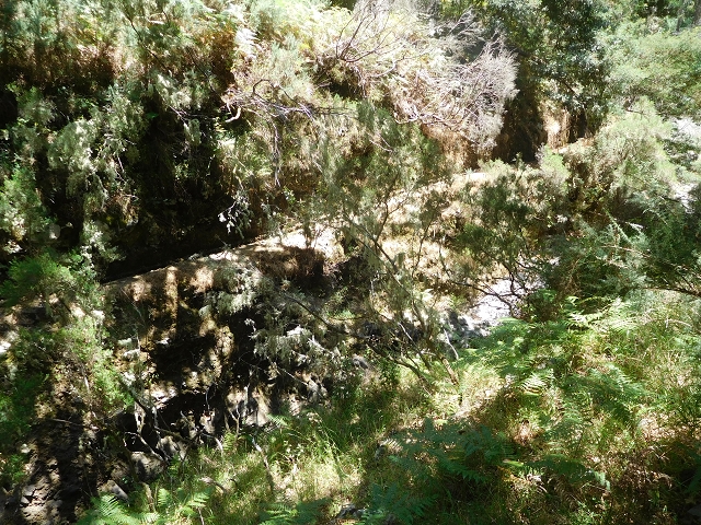 23 July 2015 4 Levadas around Aguas Mansas — On the Levada da Serra do Faial to Quatro Estradas and back to the crossing with the Levada da Morena — photo 44