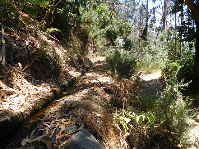23 July 2015 4 Levadas around Aguas Mansas — On the Levada da Serra do Faial to Quatro Estradas and back to the crossing with the Levada da Morena — photo 49
