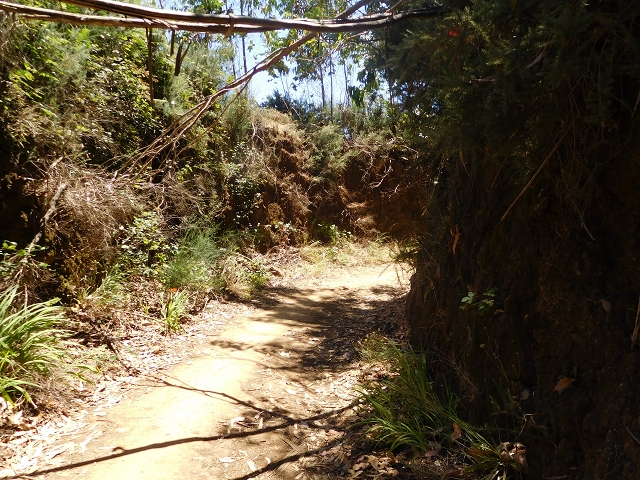 23 July 2015 4 Levadas around Aguas Mansas — On the Levada da Serra do Faial to Quatro Estradas and back to the crossing with the Levada da Morena — photo 50