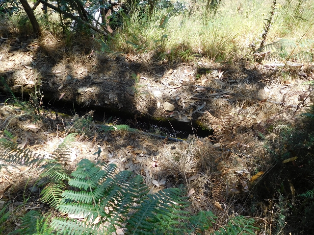 23 July 2015 4 Levadas around Aguas Mansas — On the Levada da Serra do Faial to Quatro Estradas and back to the crossing with the Levada da Morena — photo 51