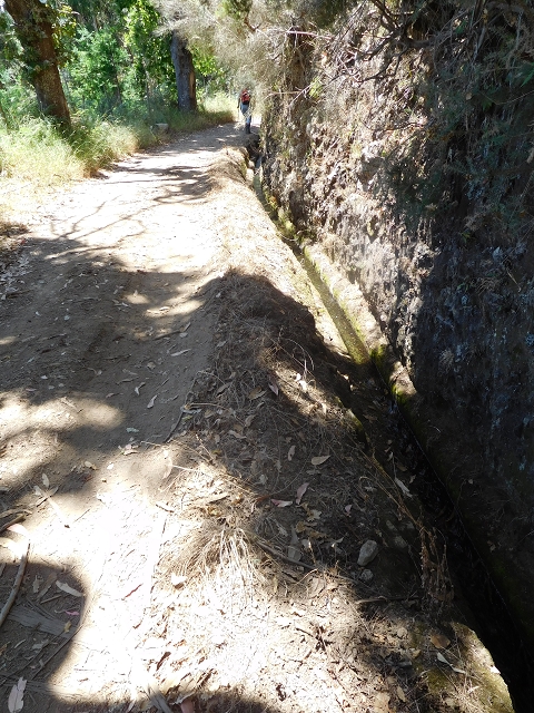 23 July 2015 4 Levadas around Aguas Mansas — On the Levada da Serra do Faial to Quatro Estradas and back to the crossing with the Levada da Morena — photo 52