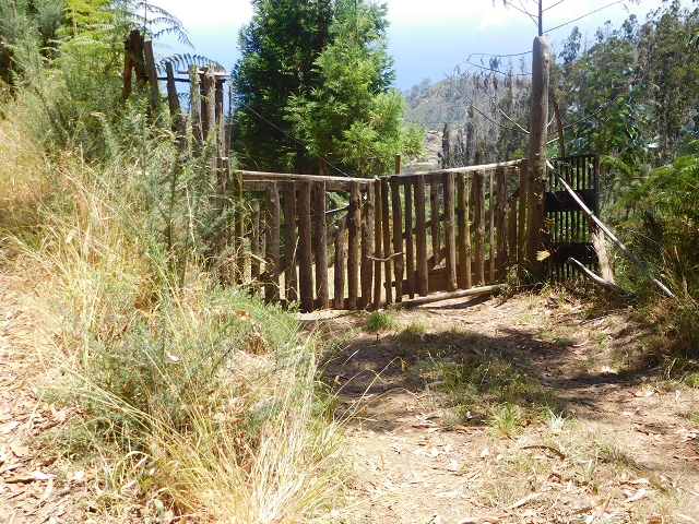 23 July 2015 4 Levadas around Aguas Mansas — On the Levada da Serra do Faial to Quatro Estradas and back to the crossing with the Levada da Morena — photo 53