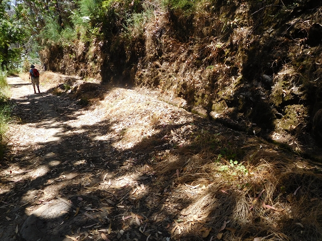 23 July 2015 4 Levadas around Aguas Mansas — On the Levada da Serra do Faial to Quatro Estradas and back to the crossing with the Levada da Morena — photo 55