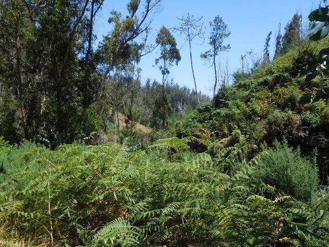 23 July 2015 4 Levadas around Aguas Mansas — Descent on the Levada da Morena as far as the Levada dos Tornos — photo 10