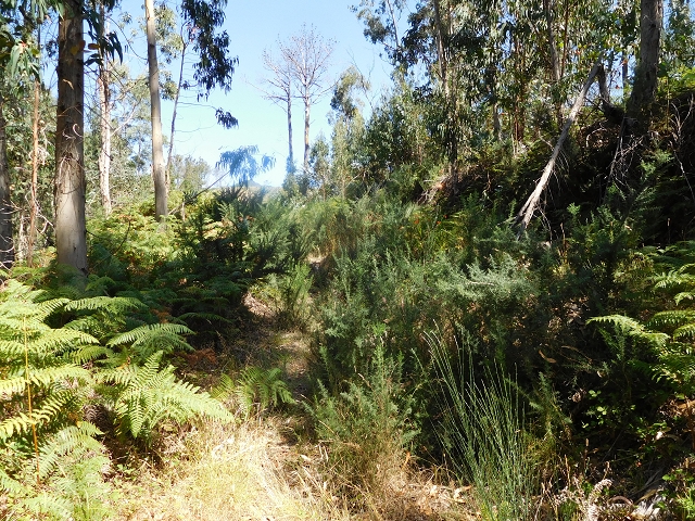23 July 2015 4 Levadas around Aguas Mansas — From Aguas Mansas to the Lagoa das Aguas Mansas — photo 14