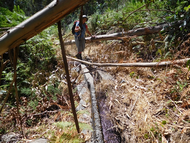 23 July 2015 4 Levadas around Aguas Mansas — Descent on the Levada da Morena as far as the Levada dos Tornos — photo 12