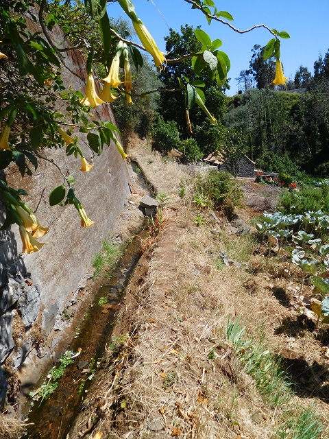 23 July 2015 4 Levadas around Aguas Mansas — Descent on the Levada da Morena as far as the Levada dos Tornos — photo 25